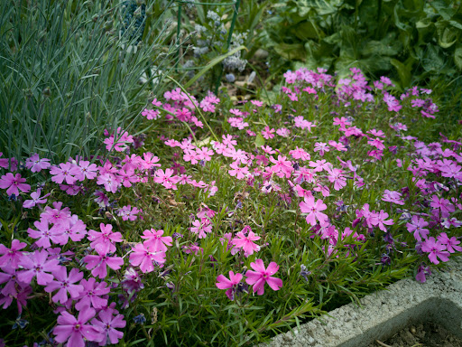 plant-shop.ro