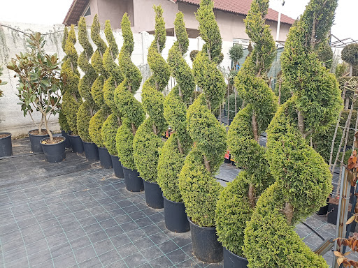 Filiași Garden