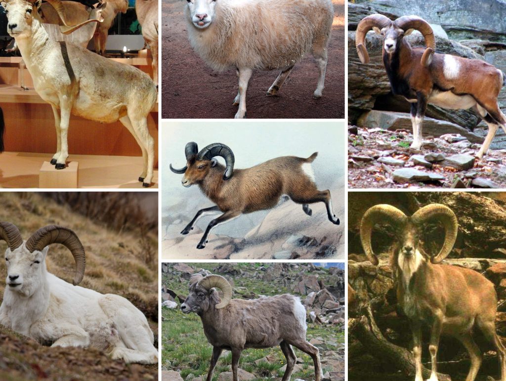 ovis